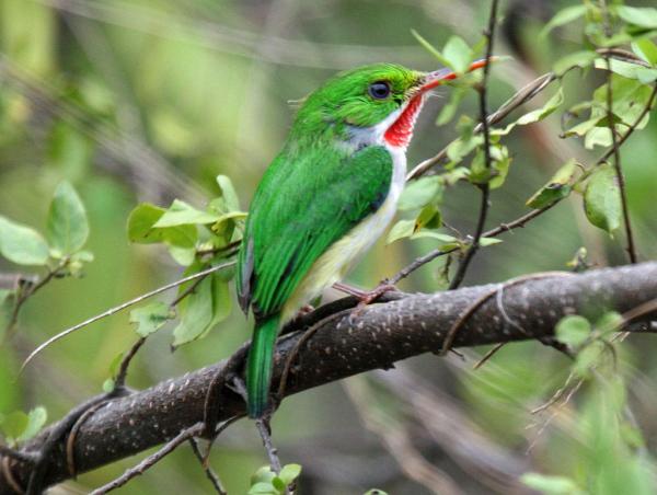 Image for event: Studying Birds in Puerto Rico